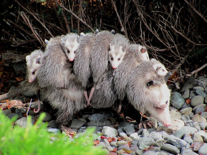 North American Possum, picture by SpecialJake