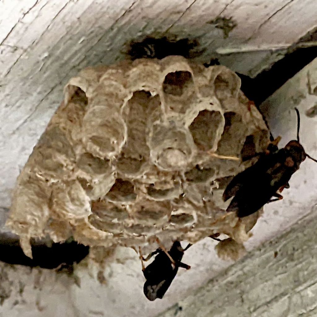 Wasp nest on porch