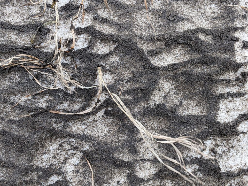 Detail showing grass poking through the snow... and just how filthy the snow is